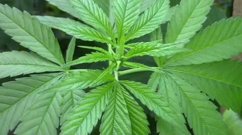 Young marijuana plants Stock Footage 40834437