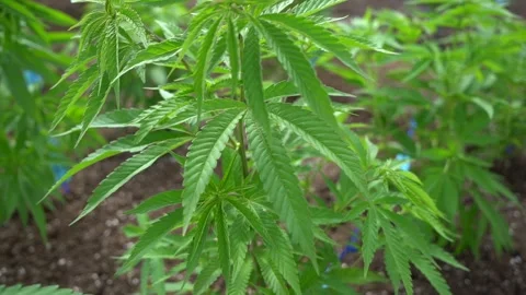 Young Marijuana Plants 動画素材 130982601