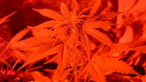 Young marijuana red bloom light in secret garden 2 Stock Footage 142663451