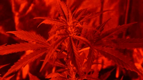 Young marijuana red bloom light in secret garden 3 Stock Footage 142663458