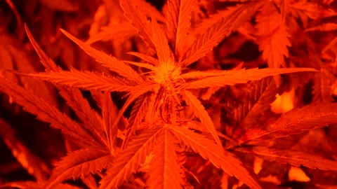 Young marijuana red bloom light in secret garden 5 Stock Footage 142663475
