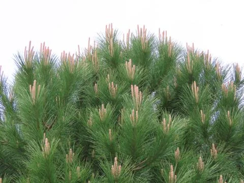 Young maritime pine Stock Photos