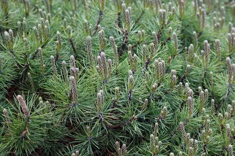 Young maritime pine Stock-Fotos