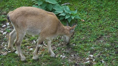 A young markhor goat  Stock Footage 272793098