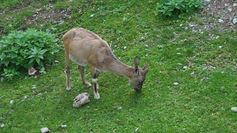 A young Markhor goat  Stock Footage 272813879