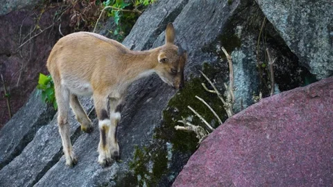 A young Markhor goat  Stock Footage 272814107