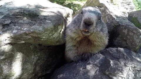 Young marmot of the alps Stock Footage 111366190