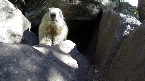 Young marmot of the alps Stock-Footage 111366292