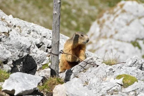 Young marmot Foto stock