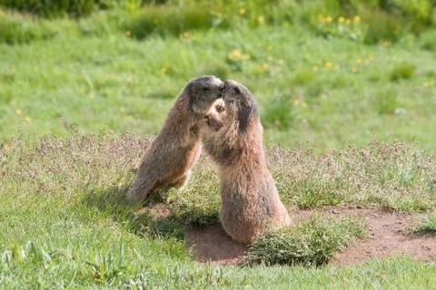 Young marmots Stock Photos