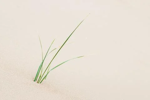 Young marram grass next to Formby beach Stock Photos
