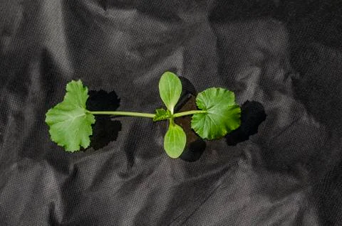 Young marrow sprout on the vegetable bed Stock Photos