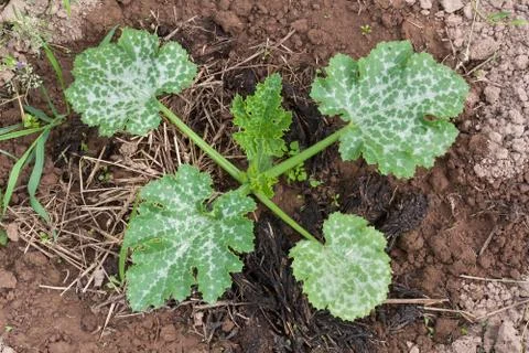 Young marrow squash in vegetable garden Stock Photos