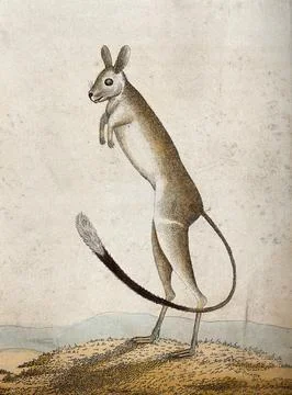 A young marsupial. Coloured etching. Stock Illustration