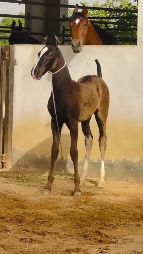 Young Marwari Foal Prancing and Trotting in Paddock with Mare Watching. Vídeos de archivo 335951945