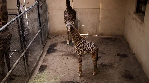 Young Masai Giraffe inside zoo enclosure Stock Footage 78032461