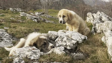 Young mastiffs in the mountains Video stock 47919313