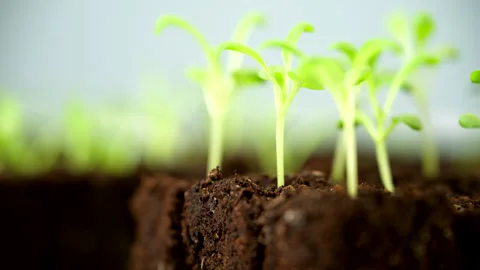Young matthiola seedlings growing in soil blocks.  Video stock 265876651