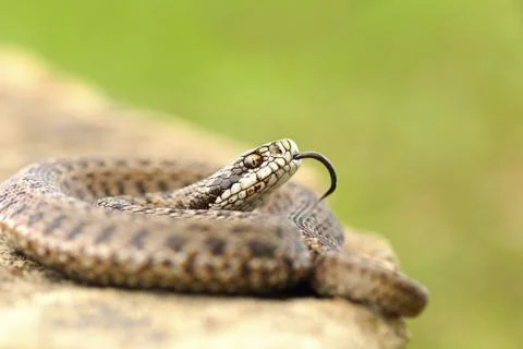 Young meadow viper in aggressive position ( Vipera ursinii rakosiensis ) Stock Photos