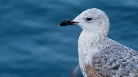 Young Mediterranean gull close-up on a background of blue sea Stock Footage 127057103
