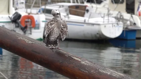 A young Mediterranean gull preening its feathers at the port. Stock Footage 124950746