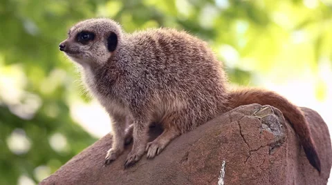 Young Meerkat sitting on a boulder Stock Footage 38228140
