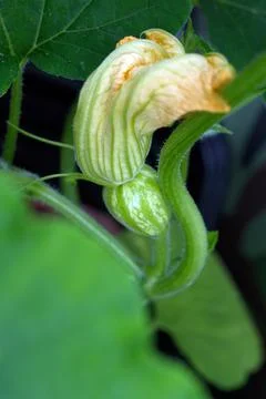 Young melon fruit developing at the base of a female flower Фото