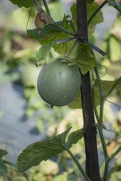 A young melon hanging on the climbing tree in the garden. Foto stock