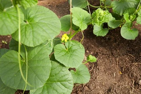 A young melon sapling grows in the garden. The plant has green leaves and a.. Stock Photos