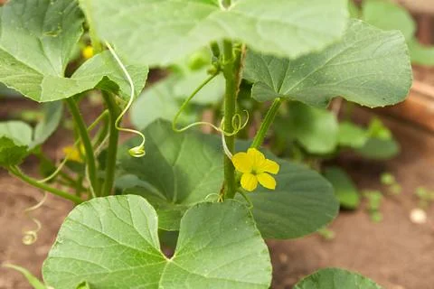 A young melon sapling grows in the garden. The plant has green leaves and a.. Stock Photos