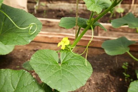 A young melon sapling grows in the garden. The plant has green leaves and a.. 写真素材