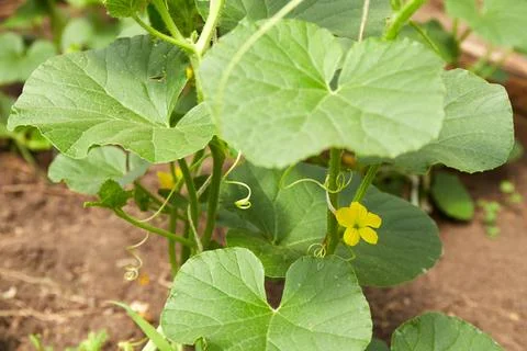 A young melon sapling grows in the garden. The plant has green leaves and a.. Stock Photos