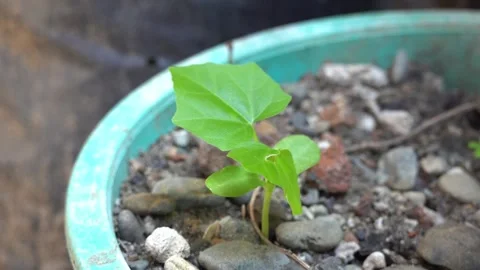 A young melon seedling in a pot swaying slowly Stock Footage 301943770