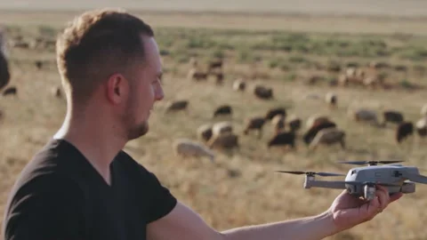Young men launch drone in the steppe with herd of grazing sheep Stock Footage 240090940