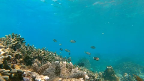 Men Underwater Stock Videos – Royalty-Free HD & 4K Videos