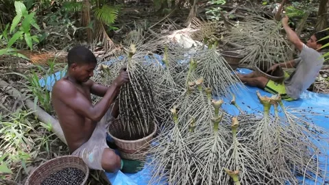 Young men work picking fresh acai berries in bunch in the Amazon rainforest  Stock Footage 152793825