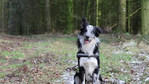 Young merle border collie with a blue eye sitting in the forest Stock Footage 262266779