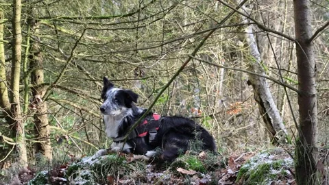 Young merle border collie with a blue eye lies in the forest Stock Footage 262266853