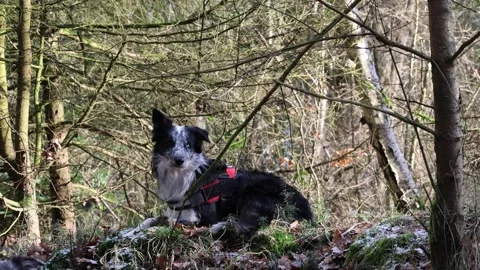 Young merle border collie with a blue eye lies in the forest Stock Footage 262266869