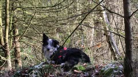 Young merle border collie with a blue eye lies in the forest Stock Footage 262266890