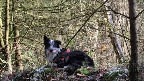 Young merle border collie with a blue eye lies in the forest Stock Footage 262266907