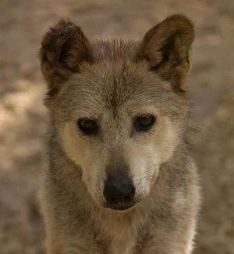 Young Mexican Gray Wolf Close Up Stock Photos