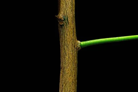 A young meyer lemon tree Stock Photos