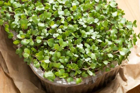 Young microgreens in a container on a table Foto stock