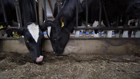 Young milk cows feeding process on a farm slow motion Stock Footage 158083549