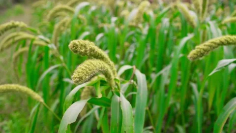 Young millet cropsgrowing  in the fields in autumn Stock Footage 80706186