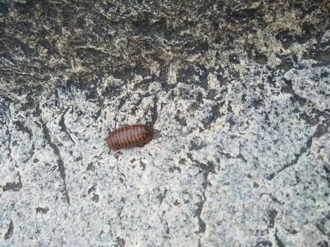 Young Millipede bug going above the rock texture background in the mountain Stock Photos
