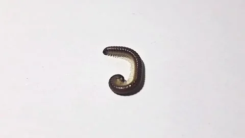 Young millipede Stock Footage 289310980