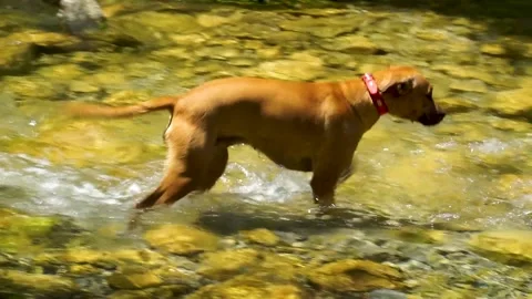 Young mixed-breed dog learns to walk through water in shallow river Vídeos de archivo 171346152