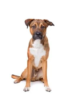 Young mixed breed dog Stock Photos